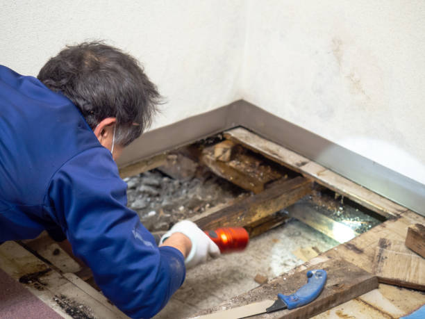 Mold Testing and Removal in Esko, MN