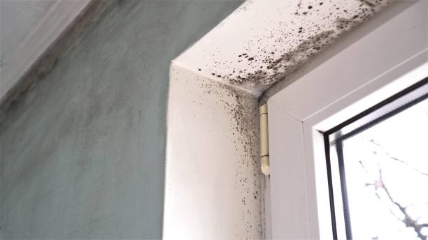 Best Residential Mold Removal  in Esko, MN