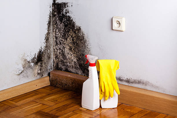 Best Toxic Mold Removal  in Esko, MN